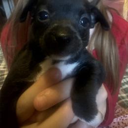 Royale - Black and white male Chihuahua puppy in Polo, Missouri from Blue Tails Farm