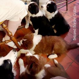 Border Collie Puppies from Beloved Border Collies