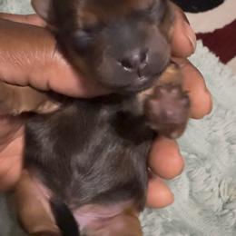Lord Anthony - Chocolate and tan male Yorkshire Terrier puppy in Houston, Texas from Little things