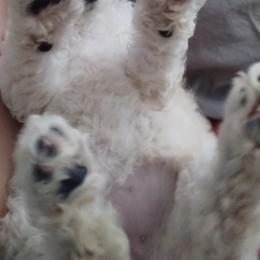Goldendoodle Puppies from Todd Family Homestead