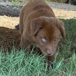 Honey Bear - Red tri female Miniature Australian Shepherd puppy in Godley, Texas from Bradley Kennels