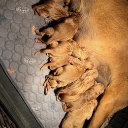 Orange Collar - Yellow male Labrador Retriever puppy in Quinlan, Texas from Wright Way Retrievers