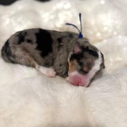 Mr.Blue - Blue merle male Aussiedoodle puppy in San Antonio, Texas from Lovable Doodles SA