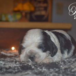 Parker - Black and white male Cocker Spaniel puppy in Myerstown, Pennsylvania from The Cocker Cingdom