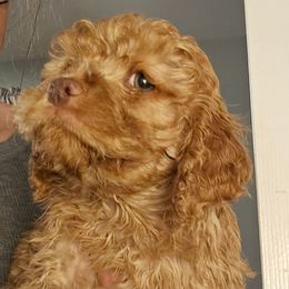 Apple - Red Apricot Sable Boy - Brown male Cockapoo puppy in Ocean Township, New Jersey from Teddy Bear Cockapoos