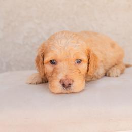 Aussiedoodle and Goldendoodle Puppies from Ever After Doodles Arizona