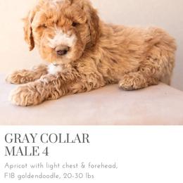 Aussiedoodle and Goldendoodle Puppies from Ever After Doodles Arizona