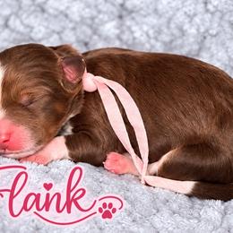 Flank - Tri-color female Bernedoodle puppy in Charleston, South Carolina from Palm Belle Doodles