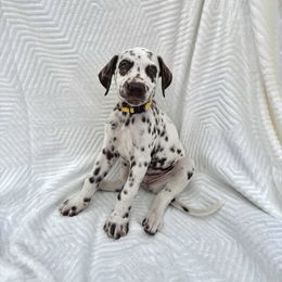Boy 2 - White and liver brown male Dalmatian puppy in Lockhart, Texas from Haus of Dals