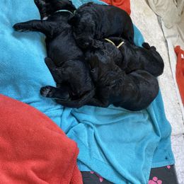 Black Russian Terrier and Cavalier King Charles Spaniel Puppies from Ocean Gem & Guardian Bears