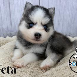 Feta - Black and white female Pomsky puppy in Eastman, Georgia from Once Upon A Pomsky