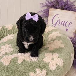 Grace - Black female Goldendoodle puppy in Portland, Tennessee from Happy_Tails_by_TJ