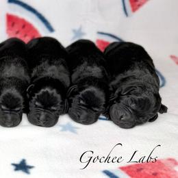 Black Male - Black male Labrador Retriever puppy in Sherrard, Illinois from Gochee Labs