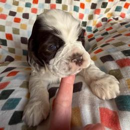 Blitzen - Brown and white male Cocker Spaniel puppy in Delphi, Indiana from Benchmark Cockers