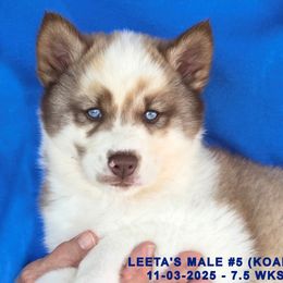 LEETA'S MALE 5 - Red and white male Siberian Husky puppy in Manilla, Iowa from Bruck's Siberian Huskies