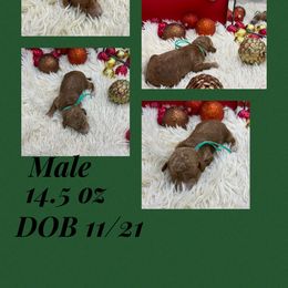 Aspen - Red  male Goldendoodle puppy in Wayland, New York from Loris Pampered Pooches💕