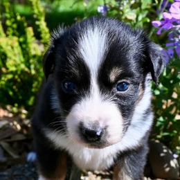 Cresseida - Black tri female Miniature American Shepherd puppy in Damascus, Oregon from Rebel Soul Minis