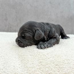 Aretha - Black female Australian Labradoodle puppy in Denton, Texas from Liberty Hill Labradoodles