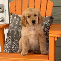 Fran - Golden female Golden Retriever puppy in Saint Pauls, North Carolina from Copperfield’s Goldens