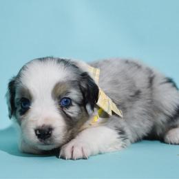Pearl - Blue merle female Australian Shepherd puppy in Placerville, California from BFF Aussies