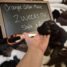 Orange collar male - Black and red male German Shepherd puppy in Eugene, Oregon from Vom Osuna K9s