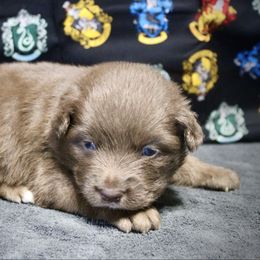 Flame - female Miniature Australian Shepherd puppy in El Dorado Springs, Missouri from HP Aussie Kennels