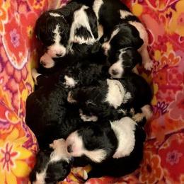 Goldendoodle, Golden Retriever, and Sheepadoodle Puppies from Guppy Puppies