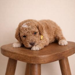 Maple - Apricot female Goldendoodle puppy in Loma Rica, California from BloomingPuppies