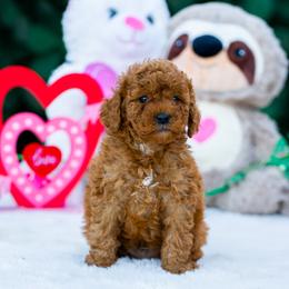 Patrick - Red  male Poodle puppy in Fort Myers, Florida from Blossom Paws