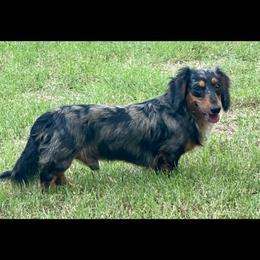 Flash - Dachshund
