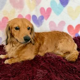Copper - Red male Dachshund puppy in Nampa, Idaho from 208 Wiener Wiggle Butts LLC