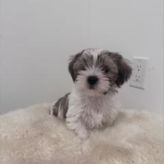 Banks - Gold and white male Shih Tzu puppy in Washington, Washington, D.C. from BVPT puppies