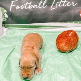 Boy 3 - Golden Golden Retriever puppy in Fort Worth, Texas from Fort Worth Goldens