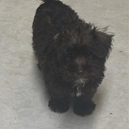 Scooby - Brown male Schnoodle puppy in Portland, Oregon from Marlen Poodles&Doodles
