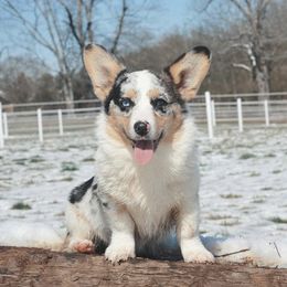 Navy - American Corgi