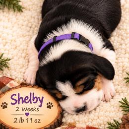 Shelby (purple) - Black white and tan female Beagle puppy in Trail, Oregon from Jennifer Knapp's AKC Beagles