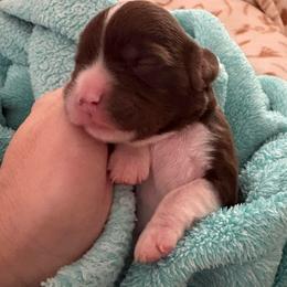 Choc and white girl - Chocolate female Cavalier King Charles Spaniel puppy in Melbourne, Florida from Majestic Cavaliers of Melbourne FL