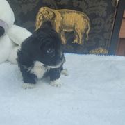 Shichon Puppies from Reynolds family