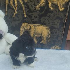 Shichon Puppies from Reynolds family