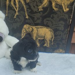 Shichon Puppies from Reynolds family