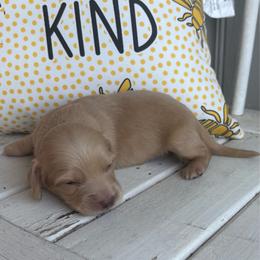 Mallow - Cream male Dachshund puppy in Dobson, North Carolina from Oakleys Dachshund Haven