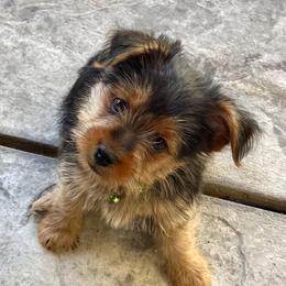 Rocky - Black and tan male Yorkshire Terrier puppy in Bakersfield, California from Yorkie To My Heart