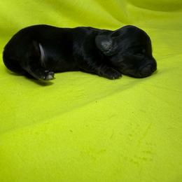 DRF1 black - Black female Dachshund puppy in Carthage, Texas from Rafter C Ranch Doxies