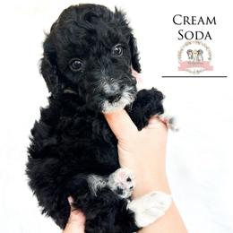 Cream Soda - Black tri-color female Aussiedoodle puppy in Corydon, Indiana from Ridgeline Doodles