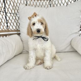 Gwen - Tri-color female Australian Labradoodle puppy in Leonard, Texas from Laird Farms