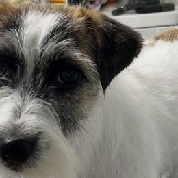 Thelma - Russell Terrier