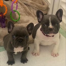 French Bulldog Puppies from Oakmont Frenchies