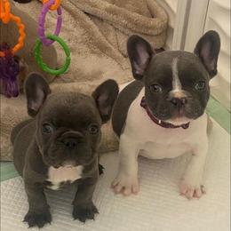 French Bulldog Puppies from Oakmont Frenchies