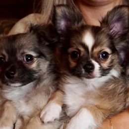 Chihuahua Puppies from Life of Riley's AKC Chihuahuas