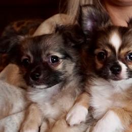 Chihuahua Puppies from Life of Riley's AKC Chihuahuas